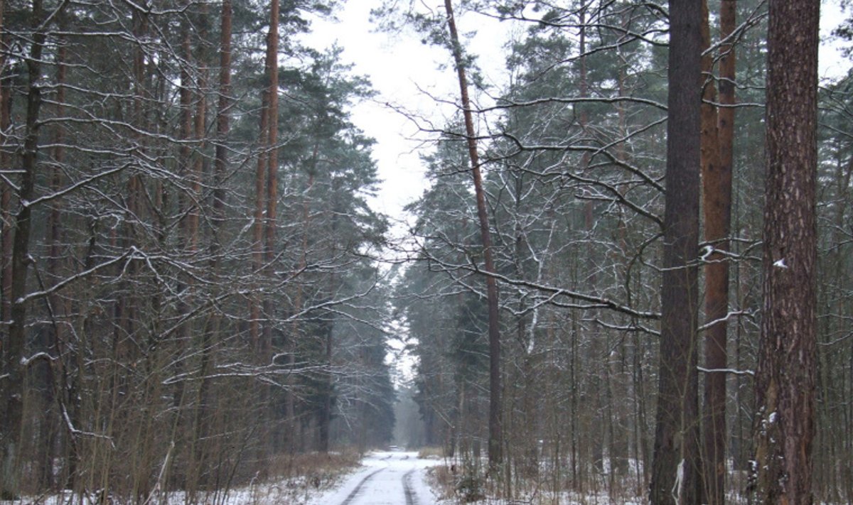 Gruodžio 13 d. buvo priimtas Vyriausybės nutarimas, kuriuo sklypas miške buvo įtrauktas į sąrašą sąjungininkų karinių vienetų dislokavimui (Gedimino Nemunaičio nuotr.)
