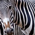Neįprasto rašto zebrų kailis klaidina plėšrūnus ir vabzdžius