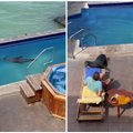 Jūrų liūtė turistams parodė, kas čia bosas: jos elgesys sukėlė tikrą juoko bangą