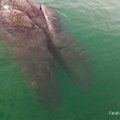 Gamta vis dar stebina: aptikti banginiai - Siamo dvyniai