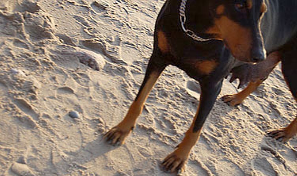 Šuo ant smėlio