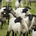 Kretuono ežero salos kraštovaizdžiu rūpinasi daugiau nei 100 avių