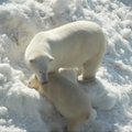 Laplandijos baltiesiems lokiams atvežė sniego