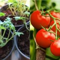 Profesionali pomidorų augintoja – kas nutiks jei daiginsite sėklas iš patikusių hibridinių veislių