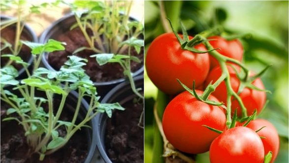 Gruntas pomidorams: kaip paruošti žemę, kad daigai augtų kaip ant mielių