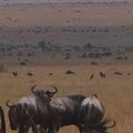 Antilopių gnu migracijai gali sutrukdyti tiesiamas greitkelis