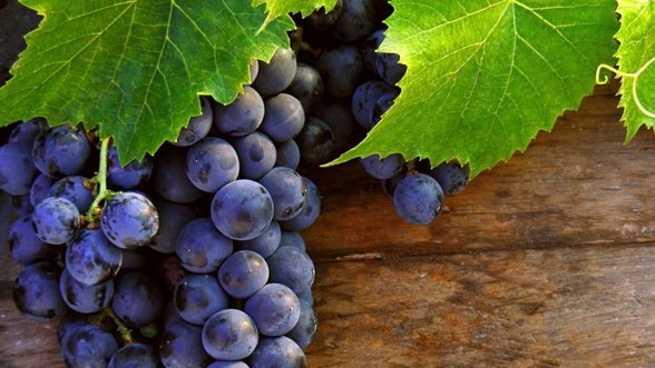 Kokias vynuogių veisles galima auginti Lietuvoje?