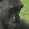 Majamio zoologijos sode gorilai atlikta kataraktos operacija
