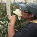 Ekvadoras restoranams tiekia valgomas rožes
