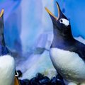Neeilinis įvykis Londone: susikūrė dvi tos pačios lyties pingvinų poros
