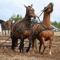 Dzūkai per Jurgines varžėsi arimo arkliais varžybose: kasmet taip dirbančių žemę lieka vis mažiau