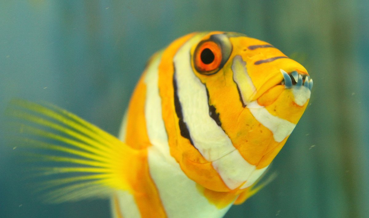 Į Kauno akvariumą prileista egzotiškų žuvų