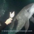 Narai suteikė pagalbą į žvejybinį valą įsipainiojusiam delfinui
