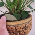 Štai kodėl patyrusios šeimininkės į kiekvieną kambarinių augalų vazoną įdeda lauro lapą