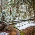 Lietuvos miškų istorija: pirmiausia atsirado medžiokliai, o tada jau ir girininkai