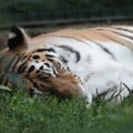 Gyvūnai - tikri miegaliai: gali ilsėtis iki 16 valandų