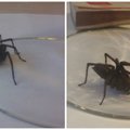 Skaitytojas aptiko namuose didžiulį vorą: kas tai?