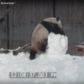 Išskirtinio mielumo vaizdelis: panda prieš sniego senį