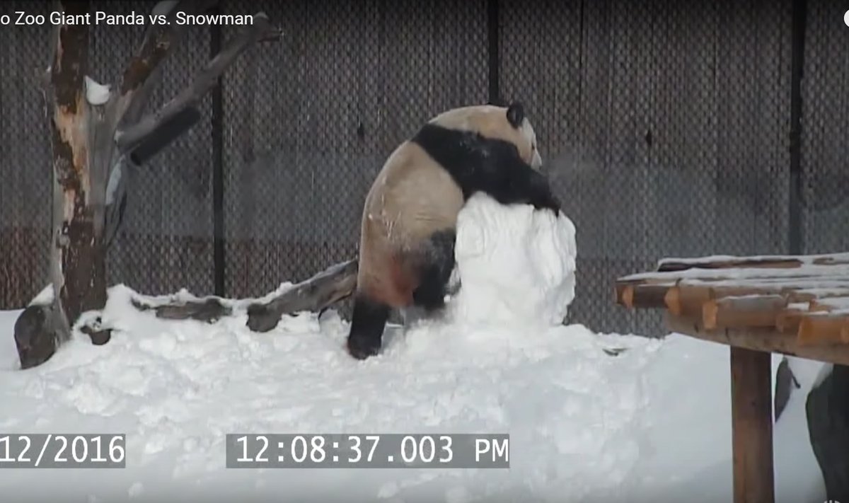 Panda prieš sniego senį