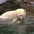 Berlyno zoologijos sodo baltoji meškutė mokosi plaukti