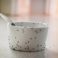 Mažai kam žinomos pigios ir natūralios priemonės, padėsiančios namuose atsikratyti skruzdėlių