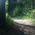 Nuomonė: Seimo nariai pasiklydo miško keliuose