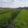 Lietuvoje gyvuojantis amelankių ūkis: kuo ypatinga ši uoga