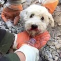 Jautri gelbėjimo operacija Turkijoje: griuvėsiuose įkalintas šuo bus amžinai dėkingas savo gelbėtojams