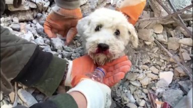 Jautri gelbėjimo operacija Turkijoje: griuvėsiuose įkalintas šuo bus amžinai dėkingas savo gelbėtojams