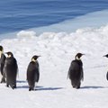 Antarktidos pingvinams iškilo rimtas pavojus