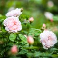 Viduramžių rožės žydi ir Lietuvoje