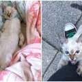 Miela istorija: kačiukas parke išsirinko savo žmogų ir privertė jį parsinešti namo