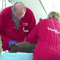 Laikinojoje gyvūnų ligoninėje gelbėjami Australijos miškų gaisruose nukentėję gyvūnai