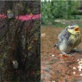 Barbariškas elgesys Panevėžio centre veria širdį: nukirtus medžius paukščių jaunikliai liko be namų