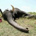 Sekimas iš palydovo – paskutinė viltis išsaugoti dramblius