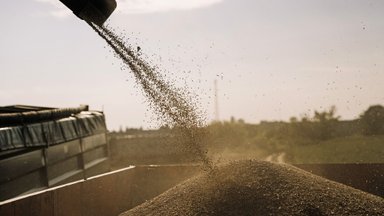 Страны Балтии, Польша и Чехия обратились в Еврокомиссию с просьбой запретить импорт российского и белорусского зерна в ЕС