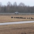 Latvijoje klasikinio kiaulių maro virusas nustatytas laukiniams šernams