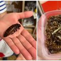 Ar tiesa, kad vaikams darželyje be tėvų sutikimo buvo leista valgyti vabzdžius?