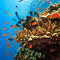 Per 27 metus Didysis barjerinis rifas neteko pusės koralų