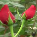 Kolumbija ruošiasi meilės dienai – skina gėles eksportui į JAV