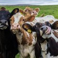 Milžinišką problemą Žemėje mokslininkai sprendžia neįtikėtinu būdu: išmokė karves eiti į tualetą