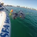 Australijos pakrantėje išlaisvintas į tinklą įkliuvęs kuprotojo banginio jauniklis