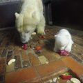 Berlyno zoologijos sode baltųjų lokių jauniklis mokosi valgyti
