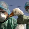 Plinta paukščių gripas