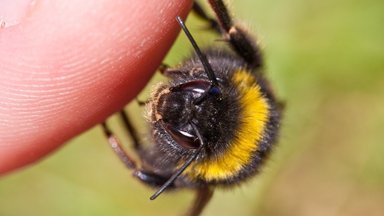 Gydytojas: koks laiko tarpas po bitės ar angies įgėlimo yra kritiškai svarbus