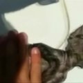 Gaivindamas kačiuką, italų jūreivis atliko jam dirbtinį kvėpavimą
