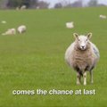 Sulėtintame aštuonių valandų filme – šimtai romių avių