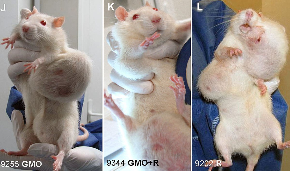 Vėžiu sergančios žiurkės, maitintos genetiškai modifikuoti maustu