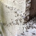 Pavasarį grįžta ir nepageidaujami įnamiai: kokie mūsų įpročiai privilioja skruzdėles ir kaip su jomis kovoti