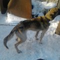 Reportažas: gyvūnų gelbėjimo operacija Jurbarko rajone